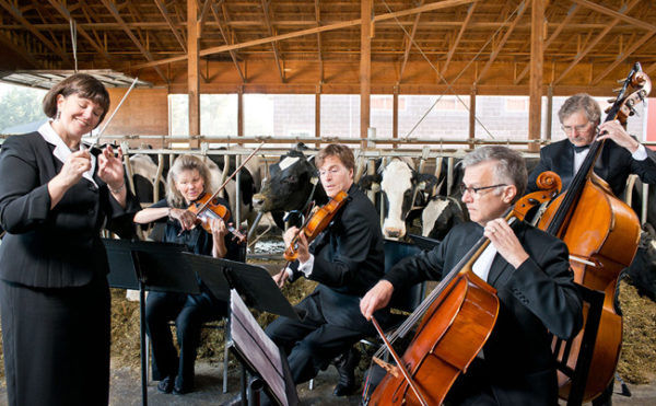 Sonatas de Mozart para vacas leiteiras, em fazenda da Austria