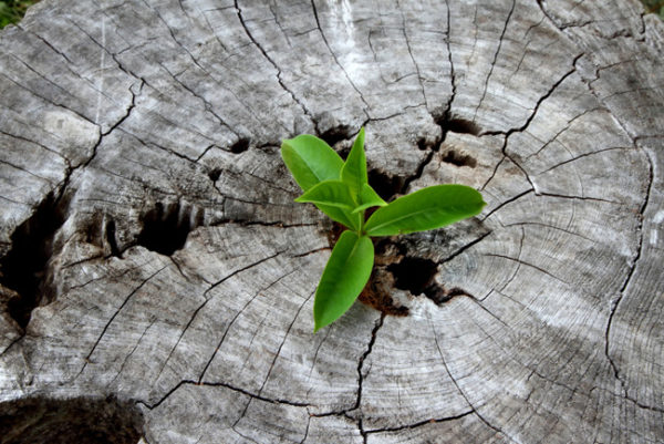 vida-nova-brota-do-tronco-seco