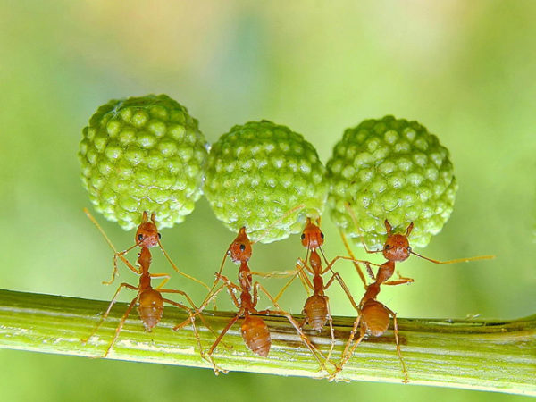 Um outro exemplo de trabalho cooperativo das formigas