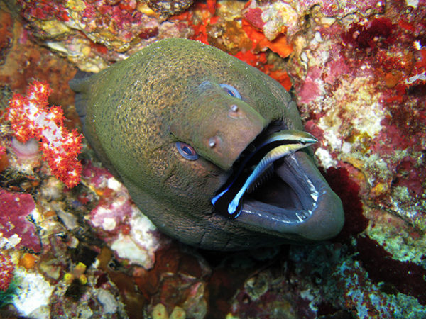 Moreia-gigante abre a boca e oferece seus dents à limpeza do peixe-limpador. 