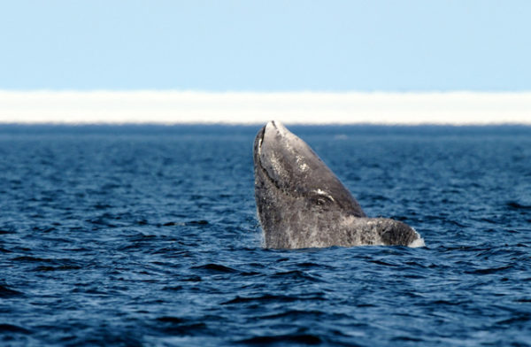 Bowhead Whale (Balaena mysticetus) breaching. Foxe Basin, Nunavut, Canada, April.