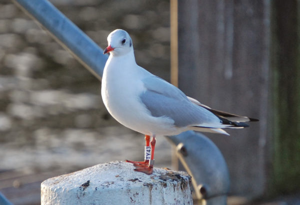 Antigamente punham-se anilhas nas aves que se queria estudar. Agora recorre-se a sensores que emitem sinais GPS