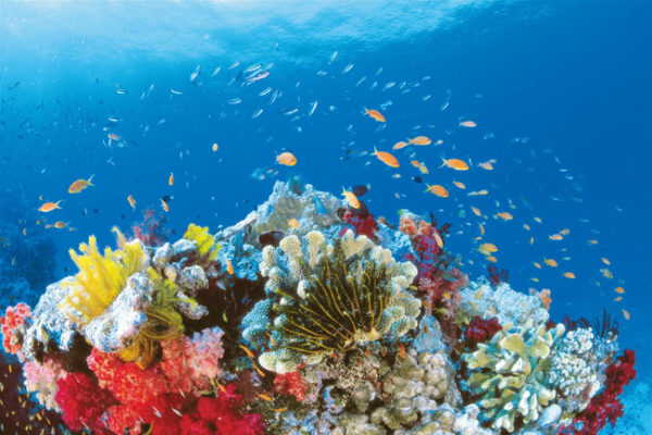 A Grande Barreira de Coral, na Austrália, oferece paisagens submarinas maravilhosas