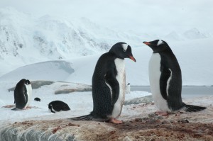 Gentoo casal