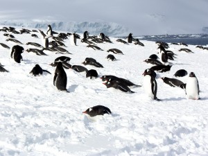 Gentoo chegada Danco Island