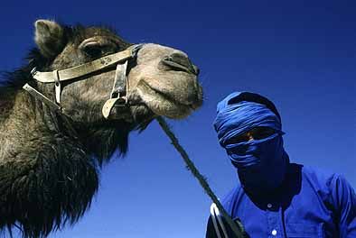 Tuareg e camelo