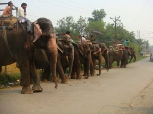Birganj elefantes