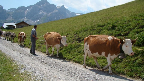 Vacas suiças
