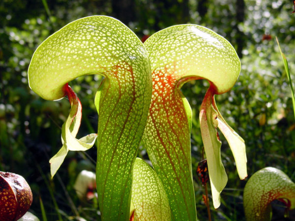 Darlingtonia californica, planta carnívora