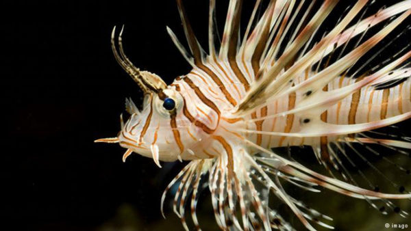 Originário do Mar Vermelho, o peixe-escorpião invade agora as águas do Mediterrâneo oriental.