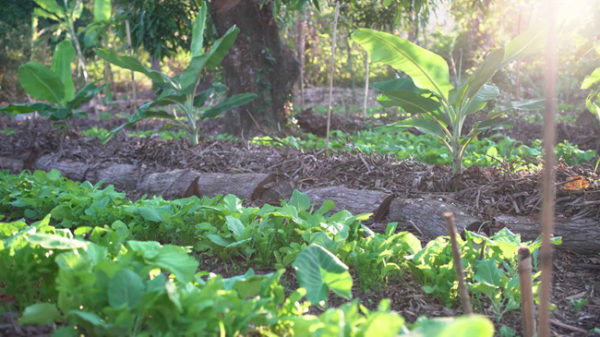 Na Agricultura Sintrópica, várias especies e plantas crescem e vicejam lado a lado, como acontece no meio natural.